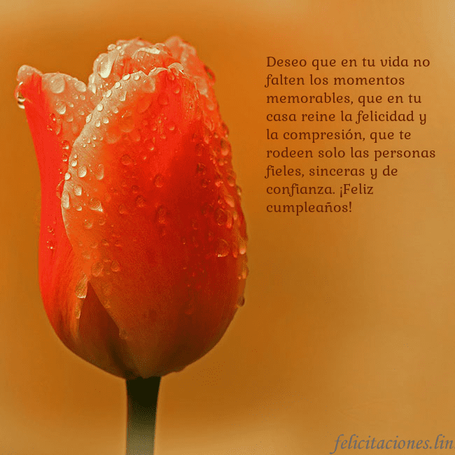 Tarjeta de cumpleaños con tulipán rojo Deseo que en tu vida no falten los momentos memora Tarjeta de cumpleaños con tulipán rojo