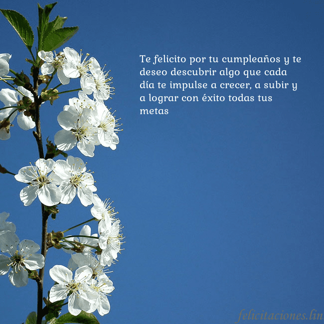 Tarjeta de cumpleaños con flores de primavera Te felicito por tu cumpleaños y te deseo descubrir Tarjeta de cumpleaños con flores de primavera