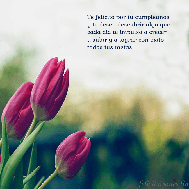 Tarjeta de cumpleaños con tres tulipanes rojos Te felicito por tu cumpleaños y te deseo descubrir Tarjeta de cumpleaños con tres tulipanes rojos