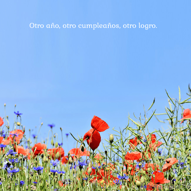 Gimtadienio atvirukas su aguonomis