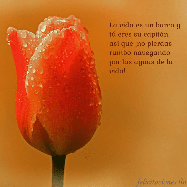 Tarjeta de cumpleaños con tulipán rojo La vida es un barco y tú eres su capitán, así que Tarjeta de cumpleaños con tulipán rojo