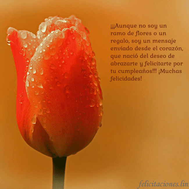 Tarjeta de cumpleaños con tulipán rojo ¡¡¡Aunque no soy un ramo de flores o un regalo, so Tarjeta de cumpleaños con tulipán rojo