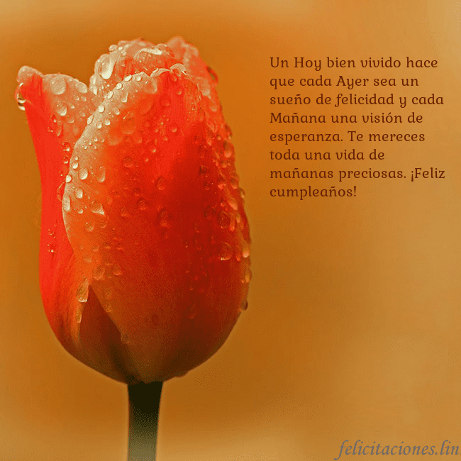 Tarjeta de cumpleaños con tulipán rojo Un Hoy bien vivido hace que cada Ayer sea un sueño Tarjeta de cumpleaños con tulipán rojo