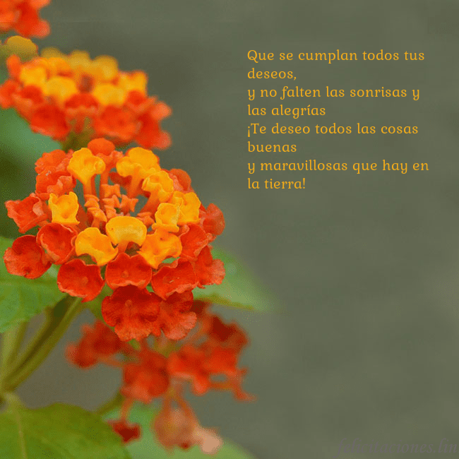 Tarjeta de cumpleaños con flores naranjas Que se cumplan todos tus deseos,
y no falten las s Tarjeta de cumpleaños con flores naranjas