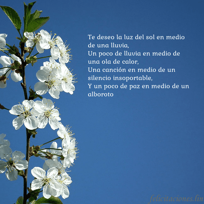 Tarjeta de cumpleaños con flores de primavera Te deseo la luz del sol en medio de una lluvia,
Un Tarjeta de cumpleaños con flores de primavera
