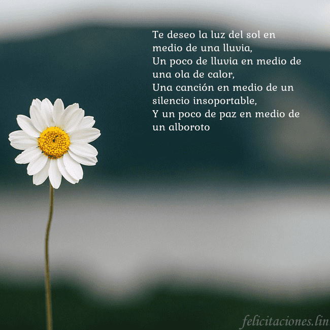 Tarjeta electrónica con margarita Te deseo la luz del sol en medio de una lluvia,
Un Tarjeta electrónica con margarita