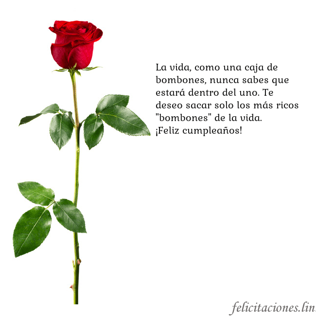 Tarjeta con una rosa roja La vida, como una caja de bombones, nunca sabes qu Tarjeta con una rosa roja