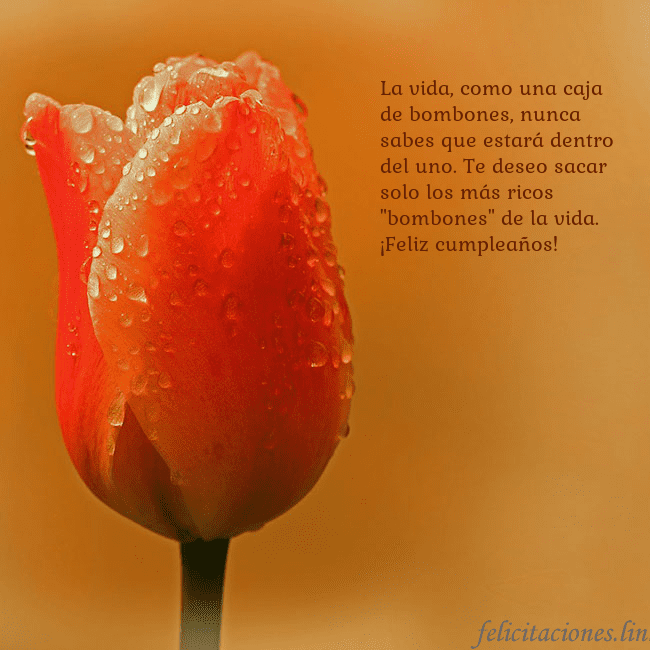 Tarjeta de cumpleaños con tulipán rojo La vida, como una caja de bombones, nunca sabes qu Tarjeta de cumpleaños con tulipán rojo