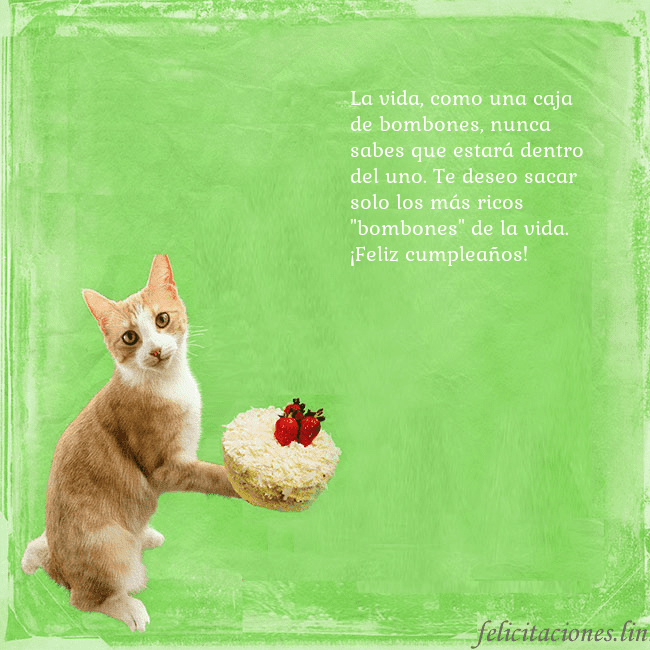 Tarjeta de cumpleaños con gato y pastel de cumpleaños La vida, como una caja de bombones, nunca sabes qu Tarjeta de cumpleaños con gato y pastel de cumpleaños