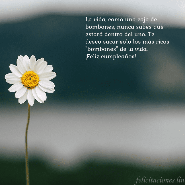 Tarjeta electrónica con margarita La vida, como una caja de bombones, nunca sabes qu Tarjeta electrónica con margarita
