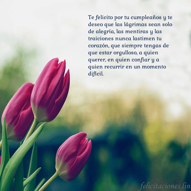 Tarjeta de cumpleaños con tres tulipanes rojos Te felicito por tu cumpleaños y te deseo que las l Tarjeta de cumpleaños con tres tulipanes rojos