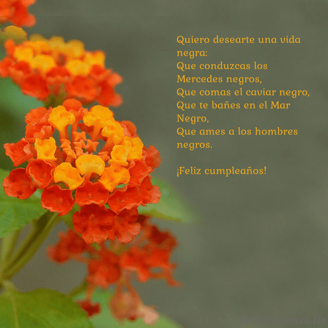 Tarjeta de cumpleaños con flores naranjas Quiero desearte una vida negra:
Que conduzcas los Tarjeta de cumpleaños con flores naranjas