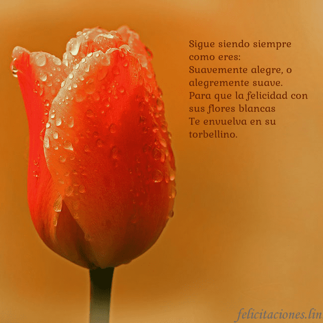 Tarjeta de cumpleaños con tulipán rojo Sigue siendo siempre como eres:
Suavemente alegre, Tarjeta de cumpleaños con tulipán rojo