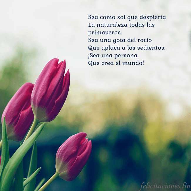 Tarjeta de cumpleaños con tres tulipanes rojos Sea como sol que despierta
La naturaleza todas la Tarjeta de cumpleaños con tres tulipanes rojos