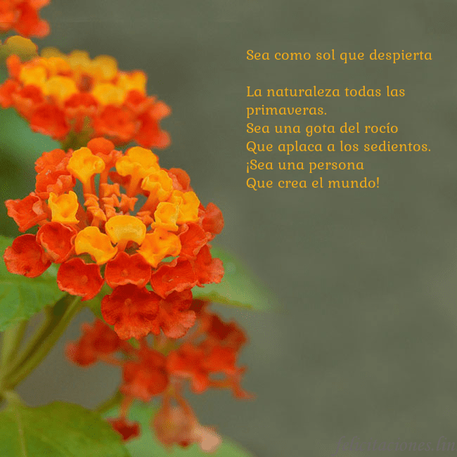Tarjeta de cumpleaños con flores naranjas Sea como sol que despierta
La naturaleza todas la Tarjeta de cumpleaños con flores naranjas