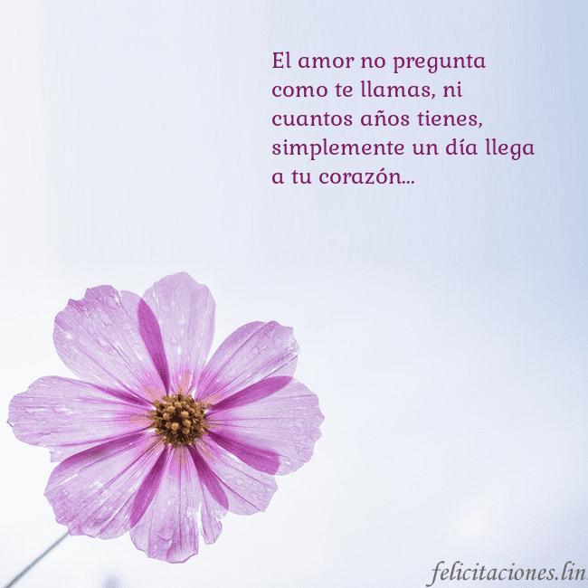 Tarjeta electrónica con flor morada El amor no pregunta como te llamas, ni cuantos año Tarjeta electrónica con flor morada