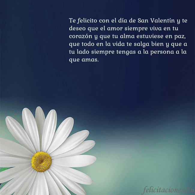 Postal con una gran margarita Te felicito con el día de San Valentín y te deseo Postal con una gran margarita