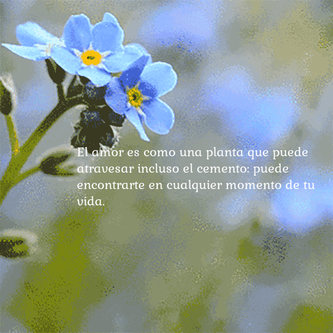 Postal electrónica animada con nomeolvides El amor es como una planta que puede atravesar inc Postal electrónica animada con nomeolvides