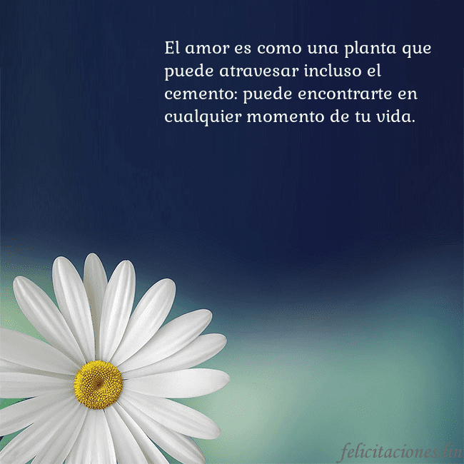 Postal con una gran margarita El amor es como una planta que puede atravesar inc Postal con una gran margarita