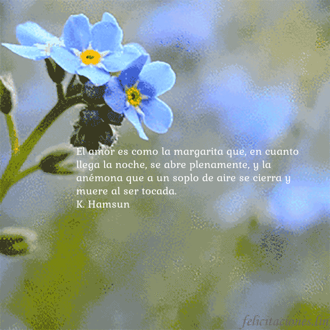 Postal electrónica animada con nomeolvides El amor es como la margarita que, en cuanto llega Postal electrónica animada con nomeolvides