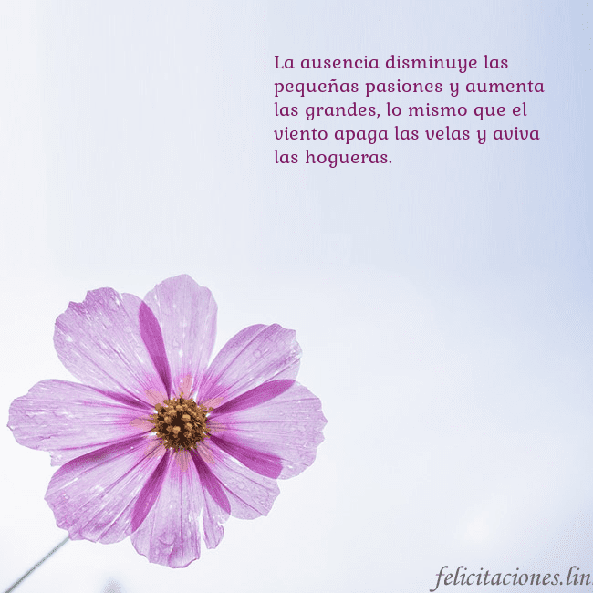 Tarjeta electrónica con flor morada La ausencia disminuye las pequeñas pasiones y aume Tarjeta electrónica con flor morada
