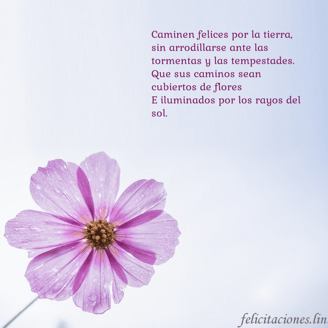 Tarjeta electrónica con flor morada Caminen felices por la tierra,
sin arrodillarse an Tarjeta electrónica con flor morada
