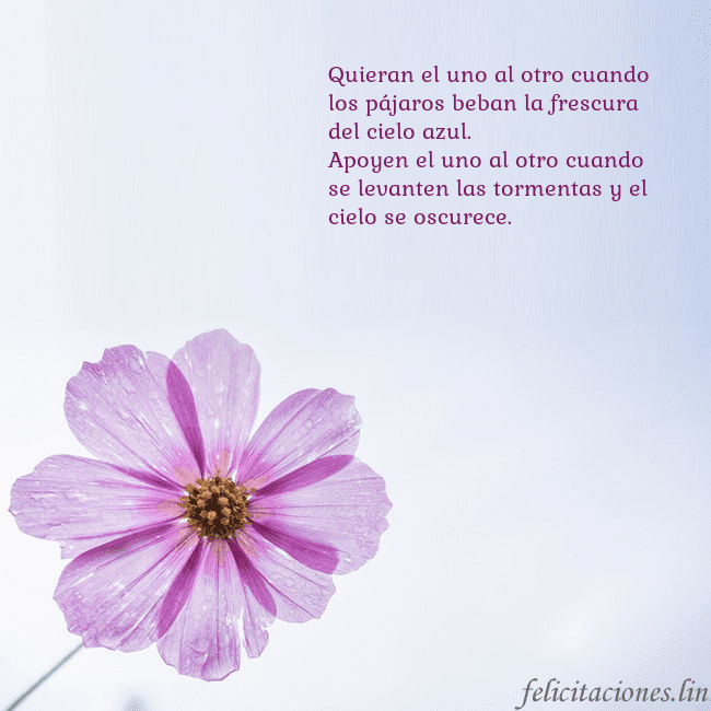 Tarjeta electrónica con flor morada Quieran el uno al otro cuando los pájaros beban la Tarjeta electrónica con flor morada