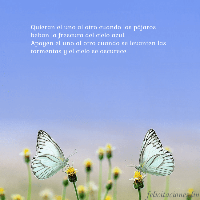 Tarjeta de boda con dos mariposas Quieran el uno al otro cuando los pájaros beban la Tarjeta de boda con dos mariposas