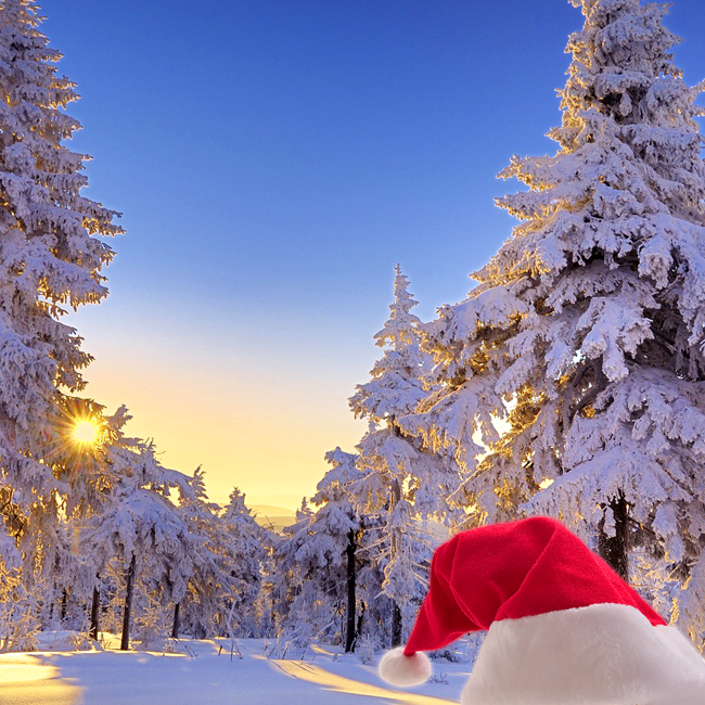 Tarjetas de Navidad Tarjetas electrónicas de Navidad con bosque nevado