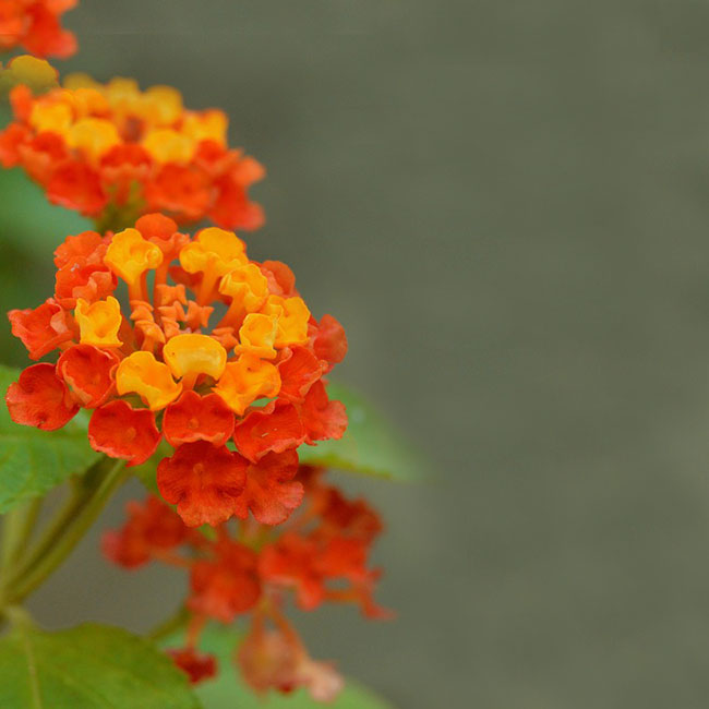 Tarjetas de cumpleaños Tarjeta de cumpleaños con flores naranjas