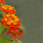 Tarjetas de cumpleaños Tarjeta de cumpleaños con flores naranjas